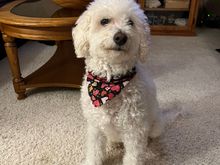 Much better behaved than a cat.