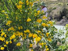 Pretty yellow flowers