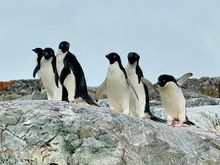 Adélie penguins frum kaiyak , our 8 penguin specious 