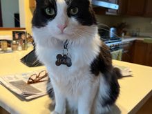 Favorite F1 driver and favorite cat