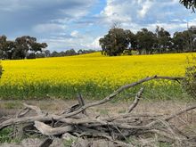 Canola flowers field - Western Australia 