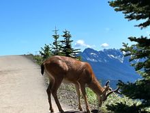 Saw a couple of deer 