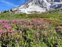 Wildflowers everywhere but I was told this is nowhere near peak blooming 