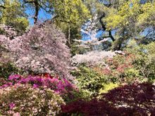 Descanso Garden - Japanese Garden