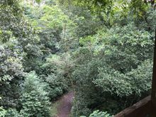 Walking path through the forest, as seen from the observation tower.