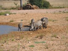 Hogging the water-hole