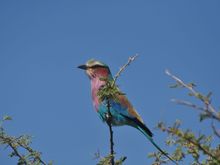 Lilac breasted Roller