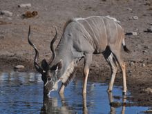 Very vary while approaching water