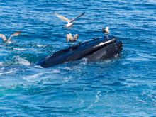 Humpback