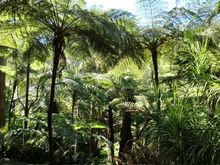 The fern gully 