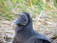 Vulture putting on a pretty face