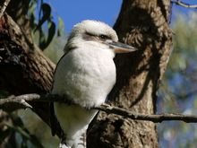 Kookaburra, Yanchep, Western Australia 