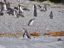 Magellanic penguins