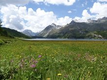 Meadows 
