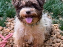 Tiny pup.  This will serve as the "before" photo.  The shaggy girls are at the grooming salon right now.