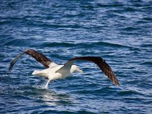 Northern Royal albatross as seen from the Monarch Cruise.