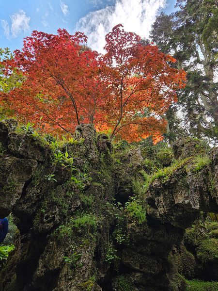 it is also an arboretum