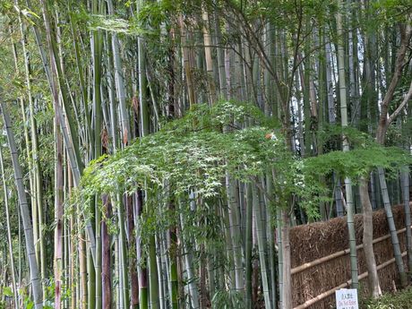 More Bamboo...