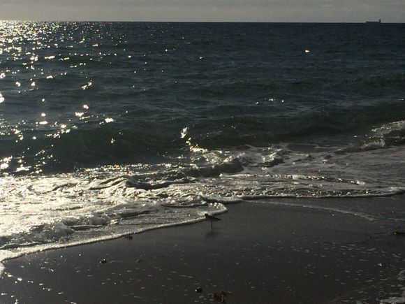 If you look closely there are sandpipers