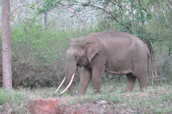 The eles were not far behind