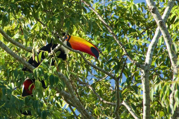 Toucans in the wild!! Saw 3 different ones