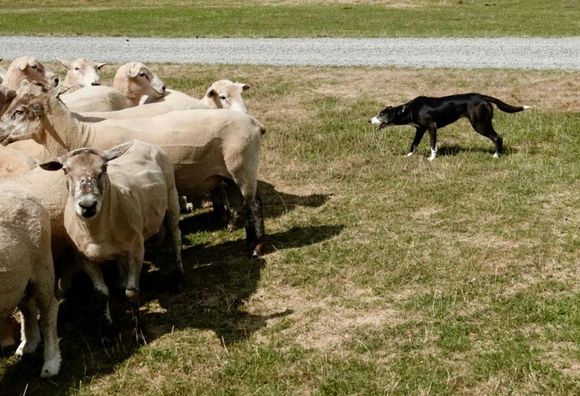 Visited a sheep farm and watched an amazing herding demonstration.