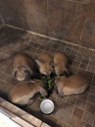 Baby bunnies growing up! 
