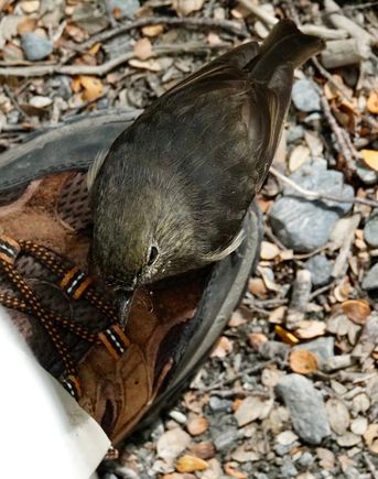 Robin on my shoe - they are very friendly.