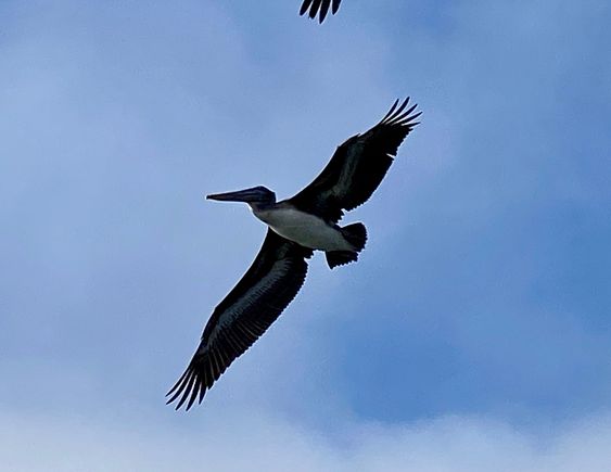 The avian version of a stealth bomber