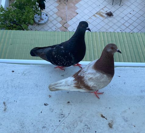 The Interloper and his new wife came for an afternoon snack. The Interloper is on the left. As always, please excuse the bird doo. I’m not crawling out on that 7th floor ledge to clean it off. I might try spraying bleach and a little water out the window sometime.