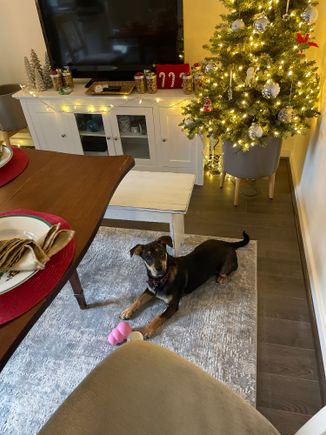 Her Covid puppy is ready!