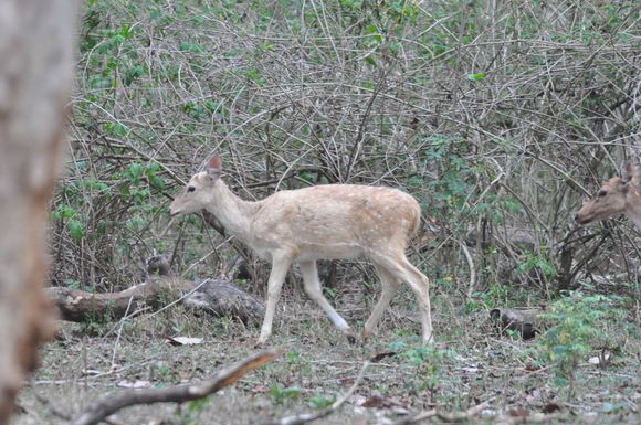 An 'albino' spotted deer