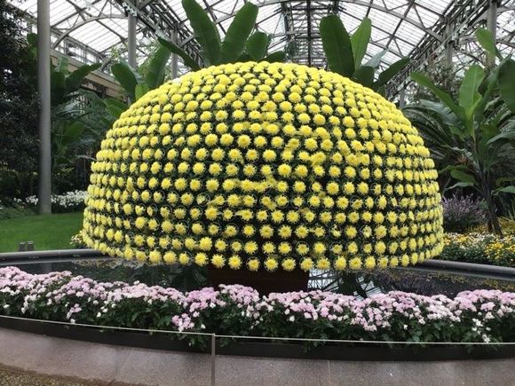 One plant, over 1,300 blooms