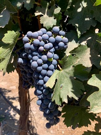 Looks like a bumper crop!
