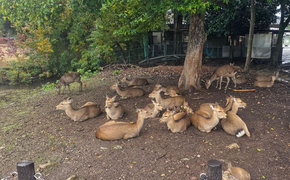Dear conference under the tree