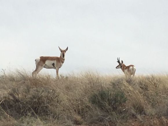 Pronghorns