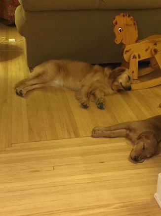 Like kswl, I have to say these two are (mostly) great. (And we always clean up their poop.)