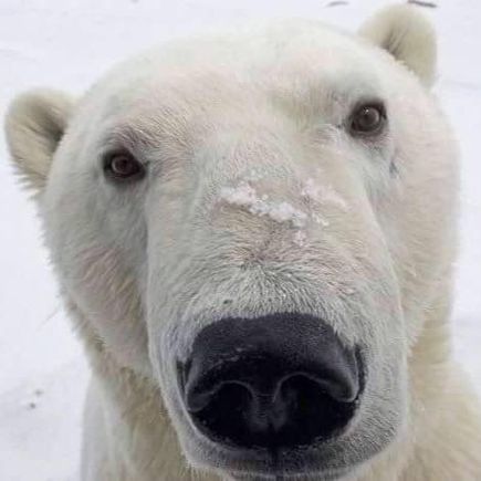 Looking down at polar bear from the Tundra Buggy!   He looks hungry!