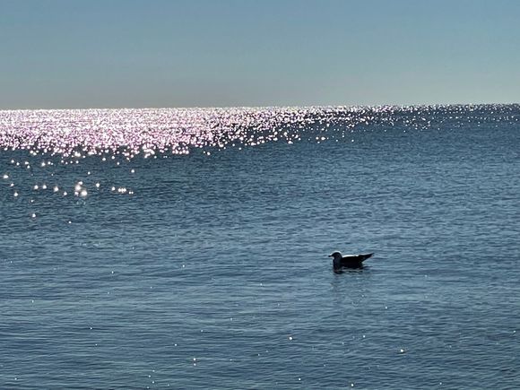 A little gull friend