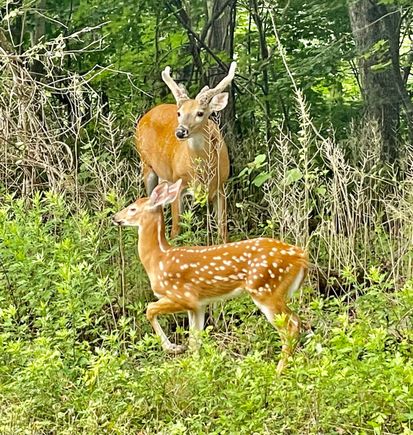 We see plenty of deer driving around NJ. This was the cutest 