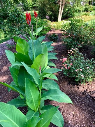 Each bulb produced three or four shoots, which probably explains why they recommend planting them 1 to 2 feet apart, says the rookie canna planter.