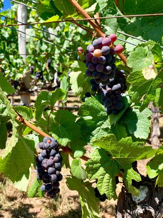 Pinot Noir  grapes which are about ready for harvest. 