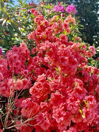 NJ Botanical Gardens