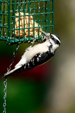 Downy woodpecker 