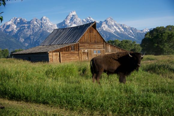 Moulton Barn where I was nearly stampeded by a herd of buffalo; this was the alpha male who was the last one through.