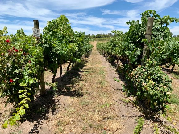 Pretty vineyards 