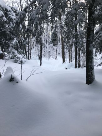 There’s a trail under here somewhere. 