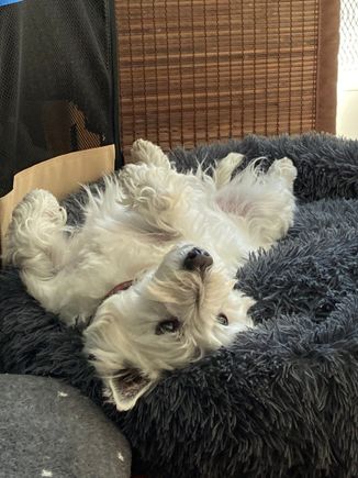 9 years old today. The middle man of the pack, always ready for a snack. Happy birthday Mr B!