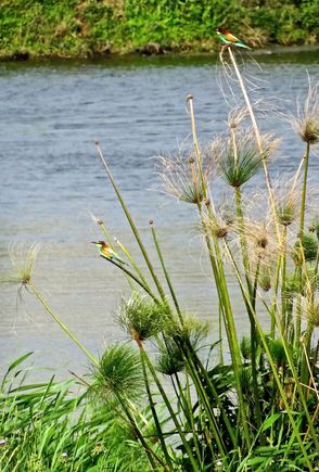 A European Bee Eater. I apologize for lack of sharpness.  Photo was taken at a very long distance needed considerable cropping until the tiny image was recognizable. The site is in northern Israel. 