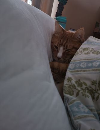 Ziggy, did you say you wanted cat pictures on this thread?? Poor guy, it’s chilly and he’s tired. 